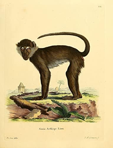 Bijeli kapak Mangabei primata majmuna Vintage učionica za divlje životinje uredski dekor Zoologija Antikna ilustracija plakat