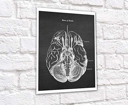 Gnoza Slika Arhiva Umjetnički set Neuroznanosti od 6 bezbrojnih otisaka anatomije ljudskog mozga