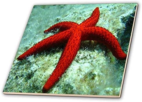 Volumetrijska slika velike crvene morske zvijezde na dnu mora ukrasne pločice, keramičke, prozirne