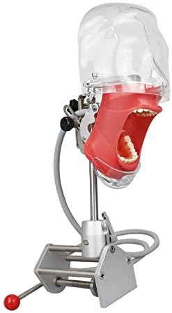 Dentalni simulator lutka Fantomska glava model zuba stalak za trening nosač na stolu